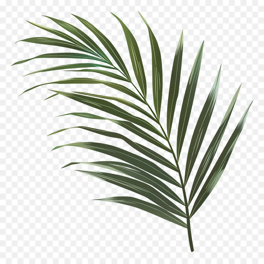 Palme，Feuille Verte PNG