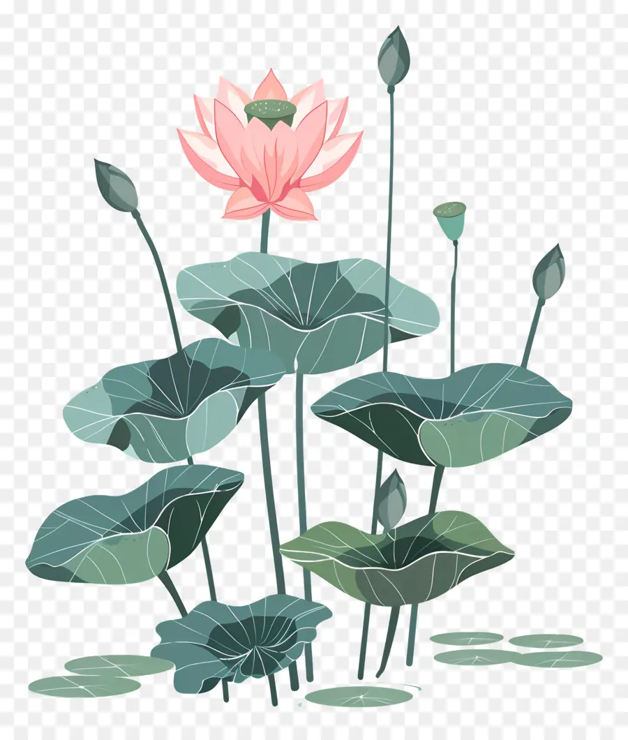 Lotus，Fleur De Lotus PNG