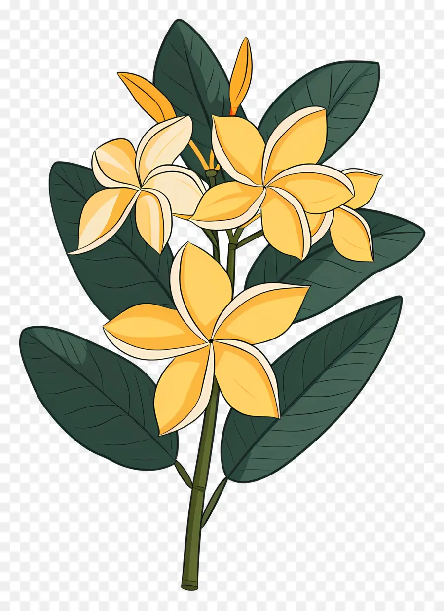 Pluméria，Fleurs Jaunes PNG