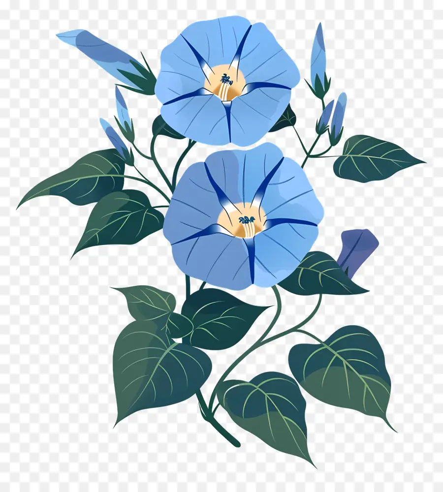 Gloire Du Matin，Fleur Bleue PNG