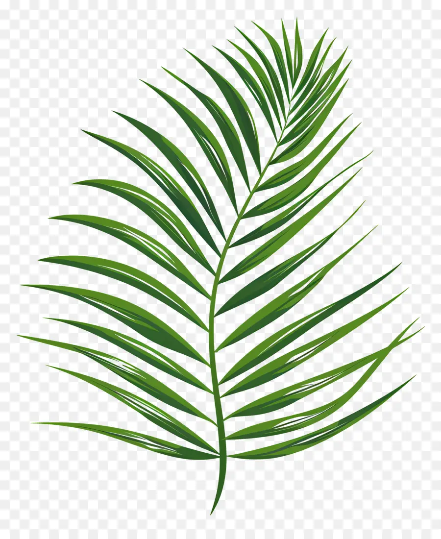 Feuille De Palmier，Vert PNG