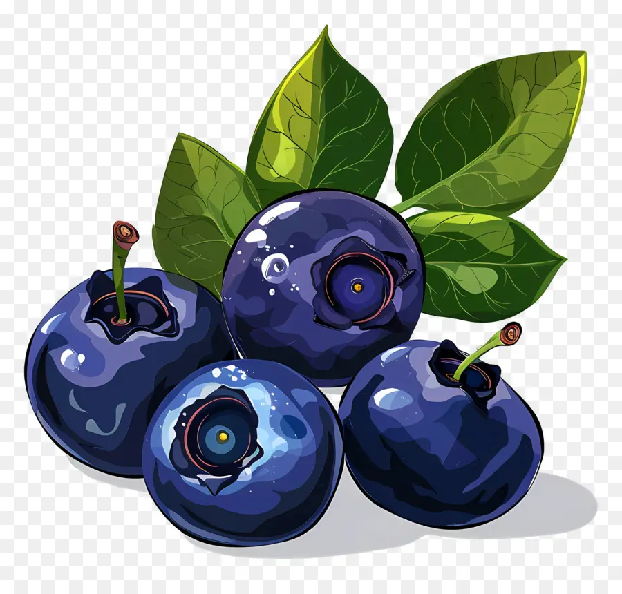 Bleuets，Les Bleuets PNG