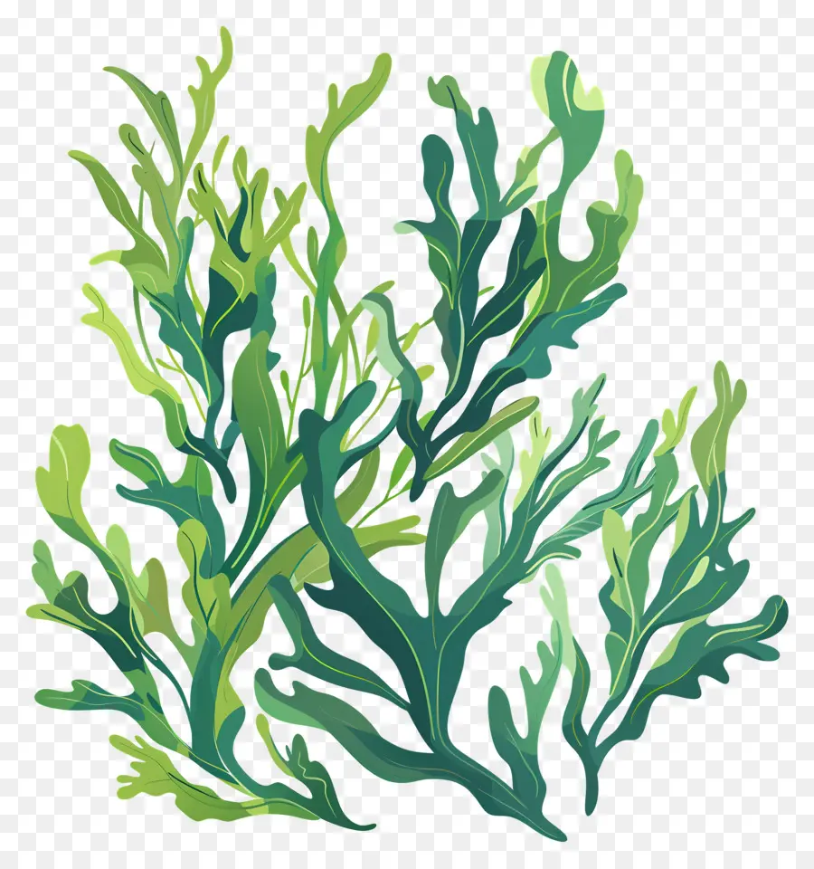 Les Algues，Les Plantes Aquatiques PNG