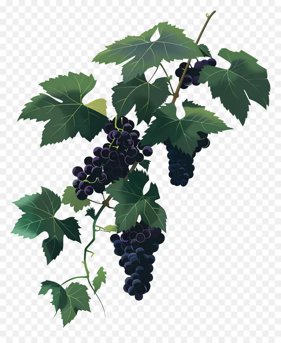 Vigne，Raisins PNG