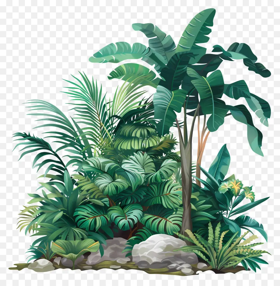 Plantes De La Jungle，Plantes Tropicales PNG