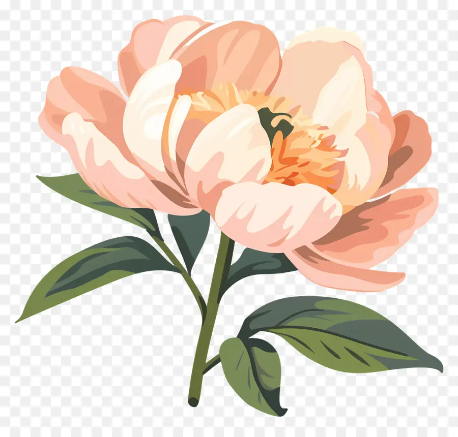 Pivoine，Fleur PNG