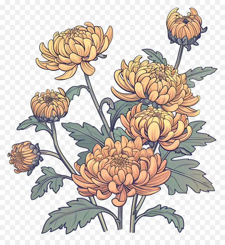 Chrysanthème，Chrysanthèmes Jaunes PNG