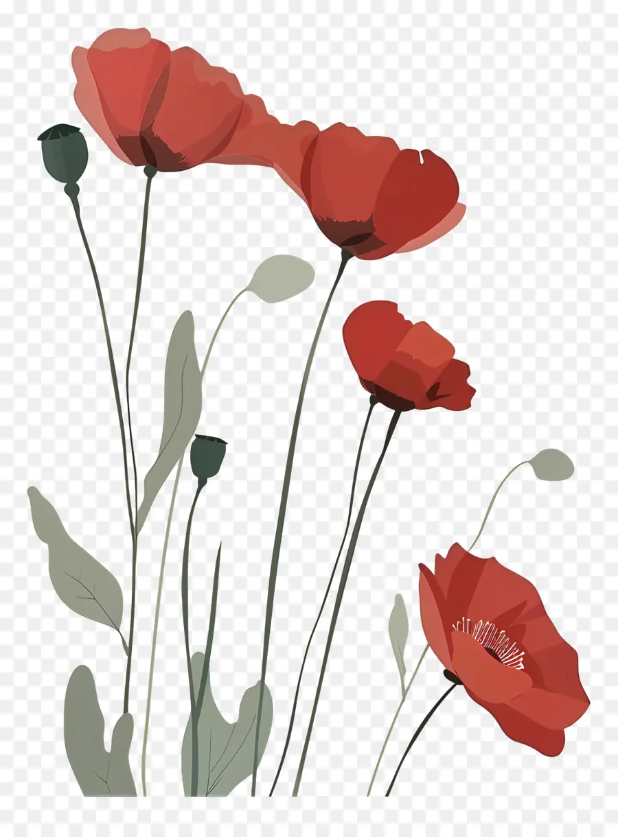 Coquelicots，Coquelicots Rouges PNG