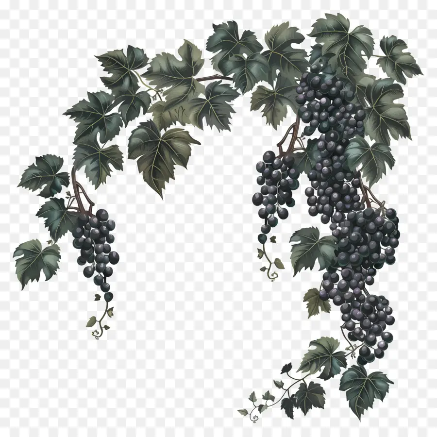 Vigne，Raisins PNG