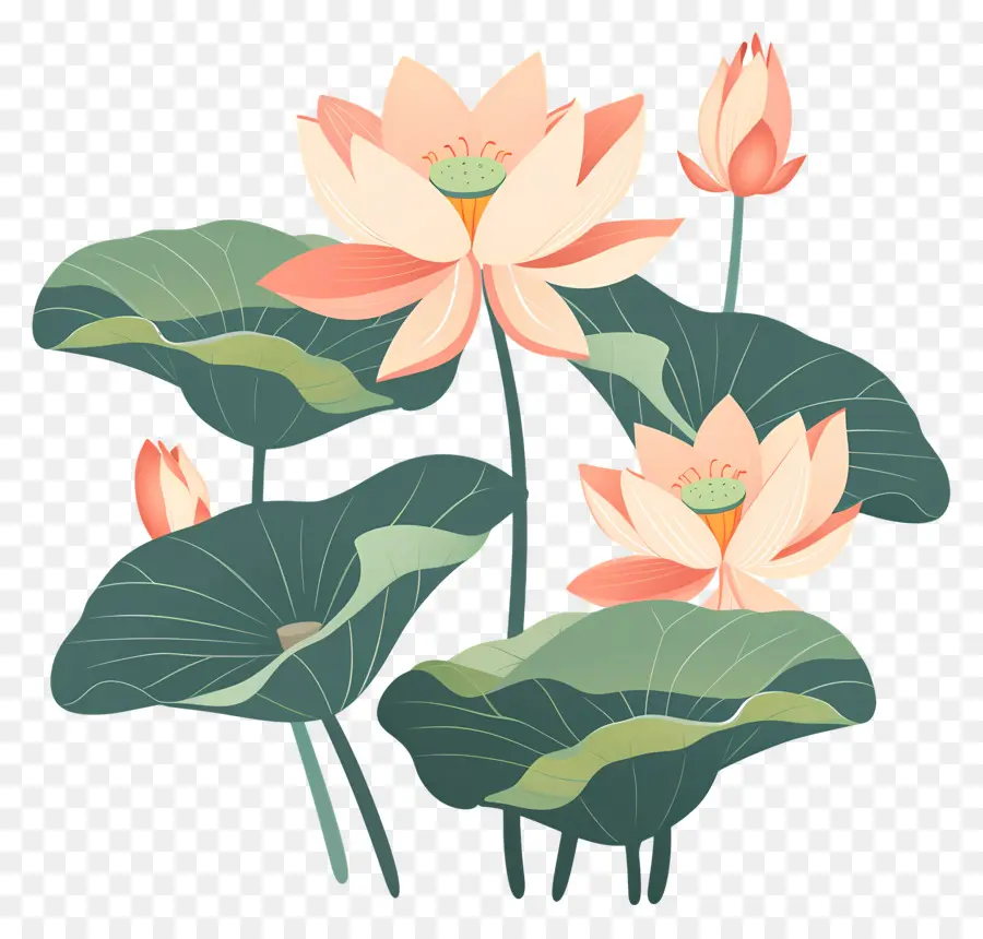 Lotus，Les Nénuphars PNG