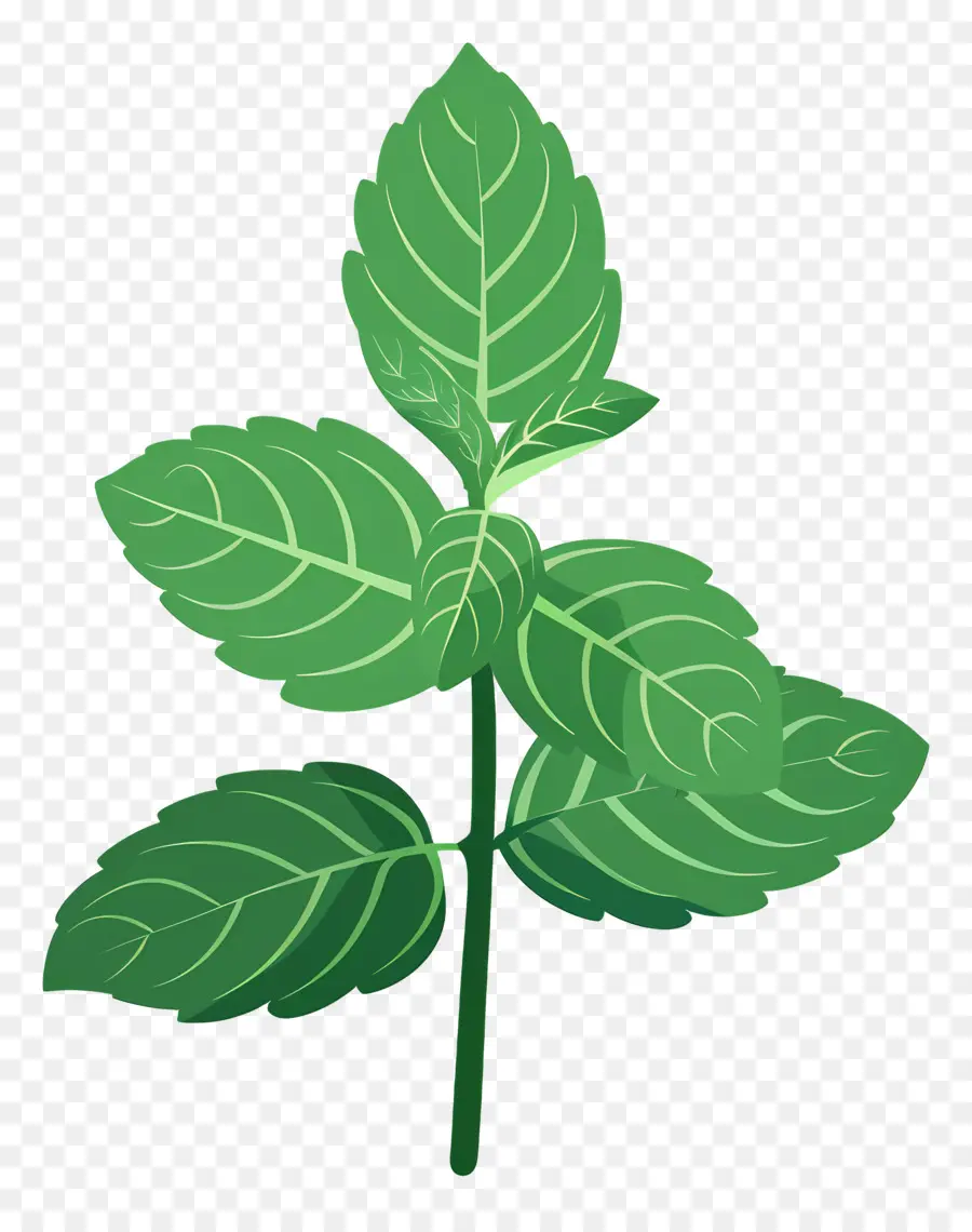 Menthe En Feuilles，Plante Verte PNG