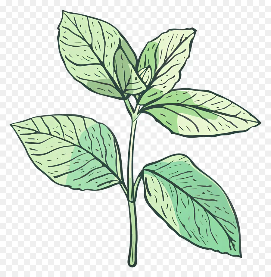 Menthe En Feuilles，Usine PNG