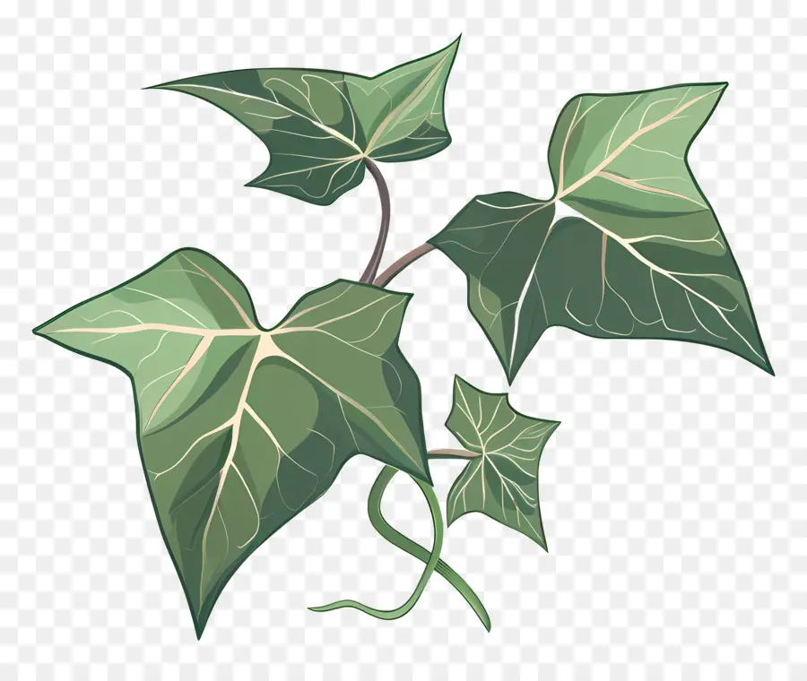 Feuille De Lierre，Plante Verte PNG