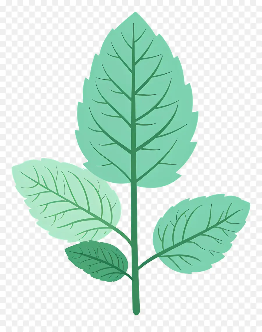 Feuille De Menthe，De La Plante à La Menthe PNG