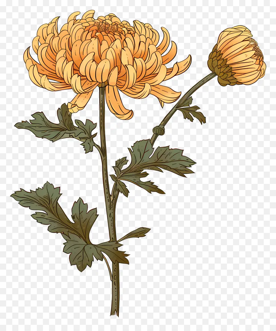 Chrysanthème，Fleurs Jaunes PNG