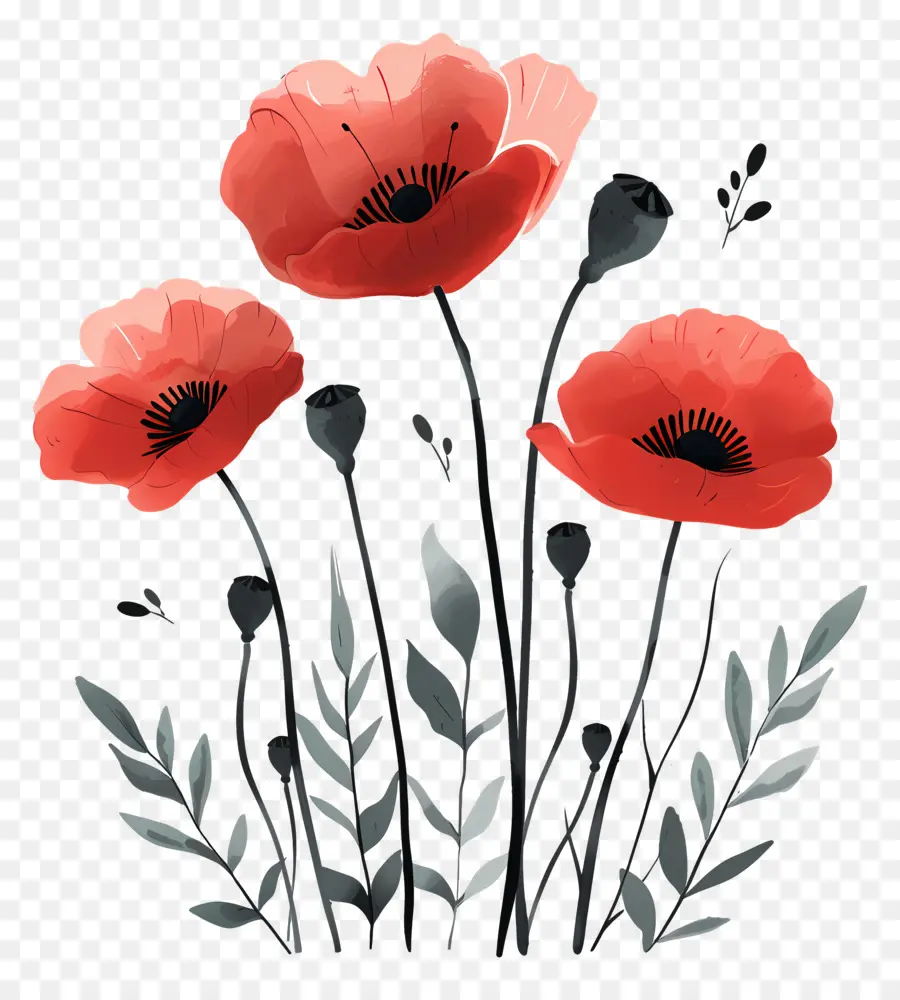 Coquelicots，Coquelicots Rouges PNG