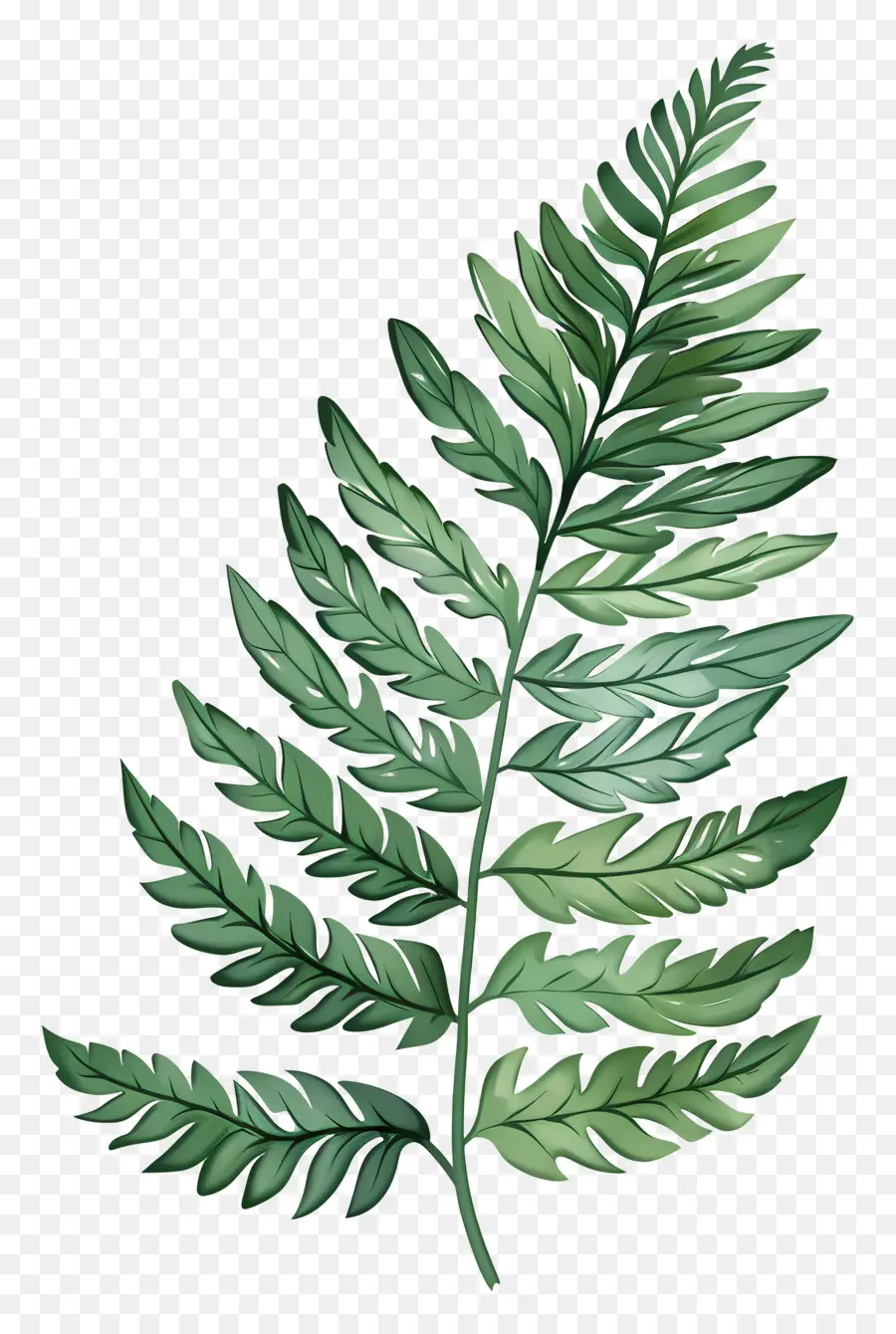 Feuille De Fougère，Botanique PNG