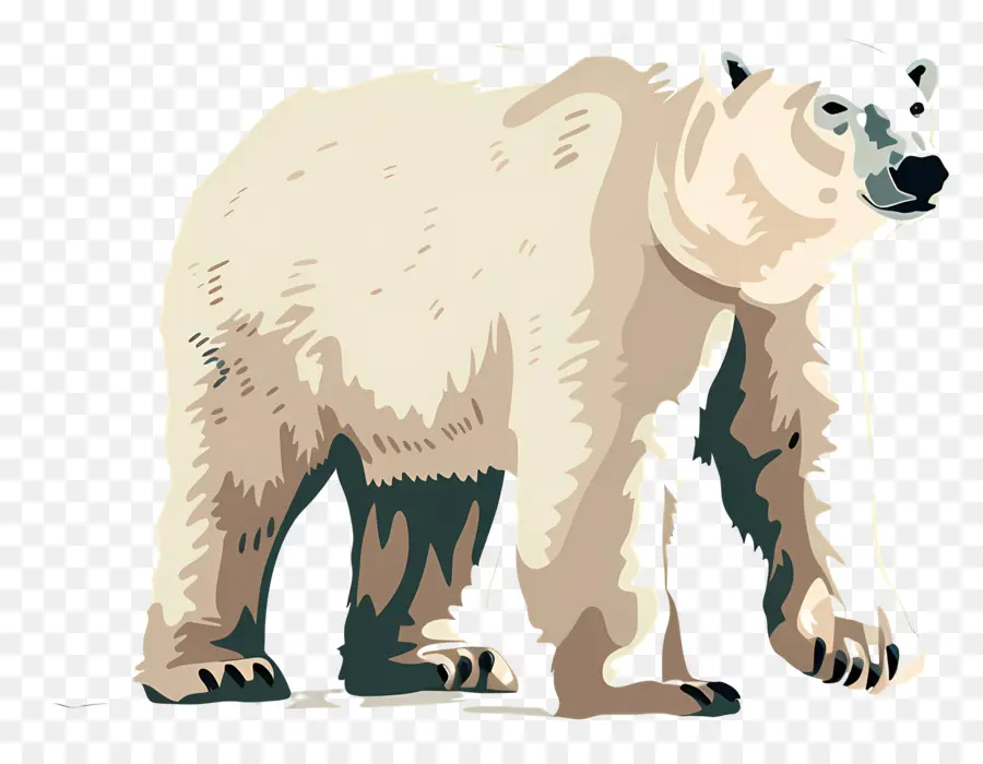 Ours Blanc，Blanc PNG