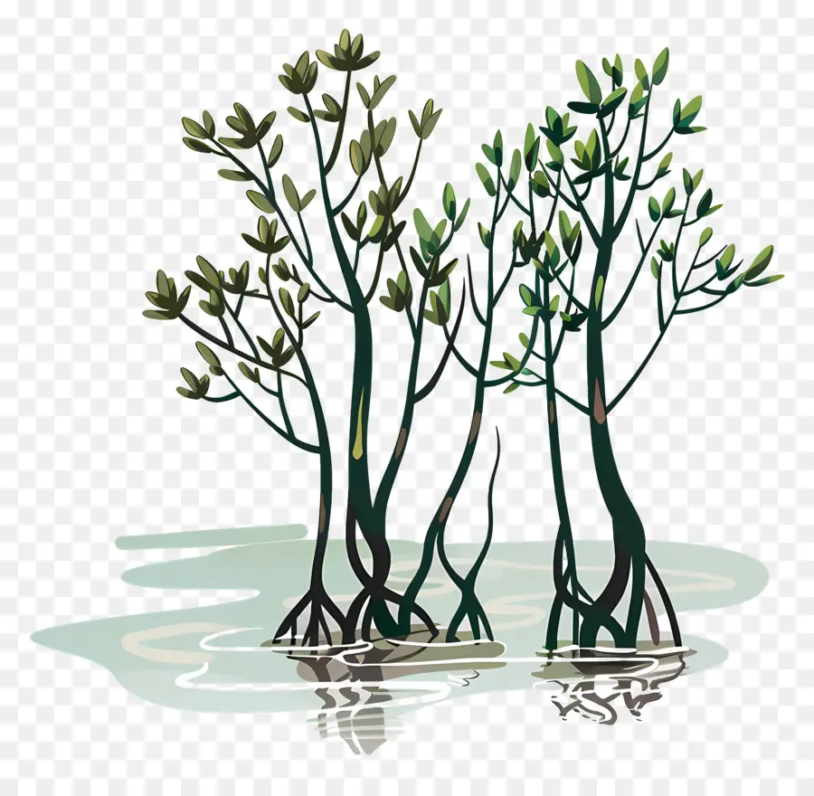 Mangroves，Arbres De Mangrove PNG