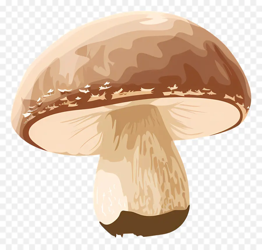 Champignon De Paris，Champignons PNG