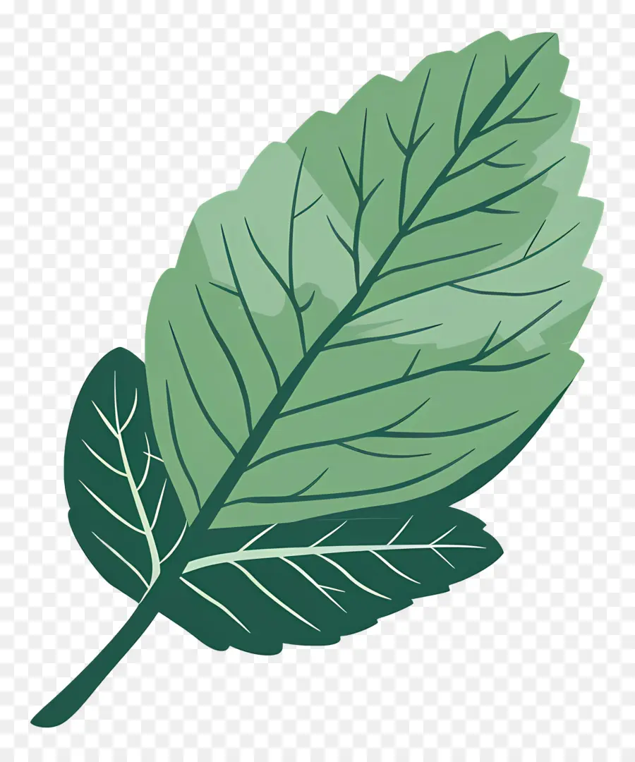 Menthe En Feuilles，Feuille PNG