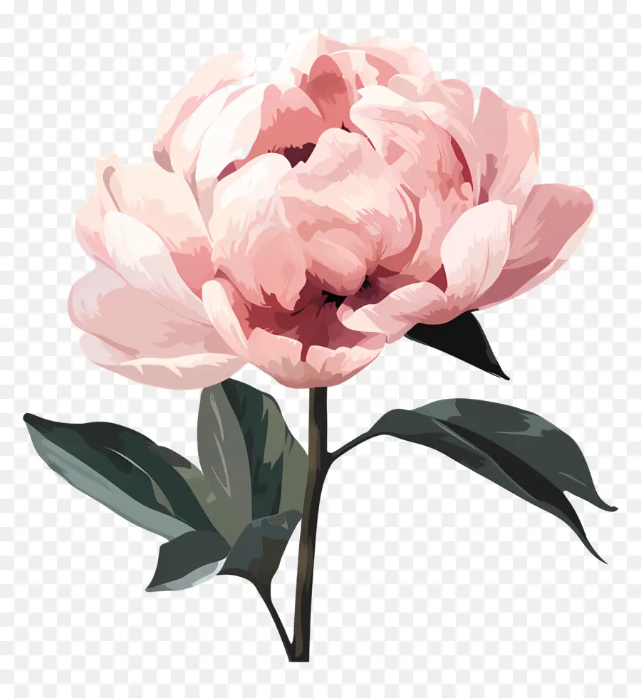 Pivoine，Fleur PNG