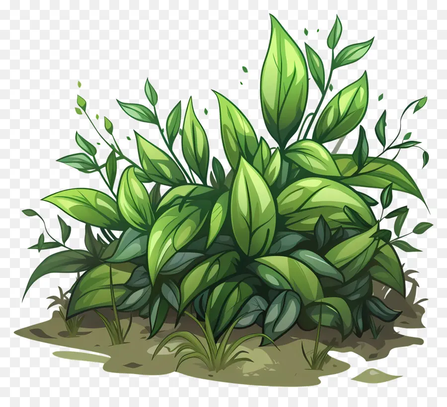Arbuste Vert，Plantes Vertes PNG