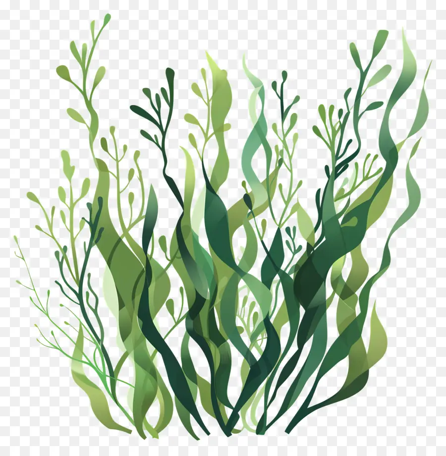 Les Algues，Les Plantes Aquatiques PNG