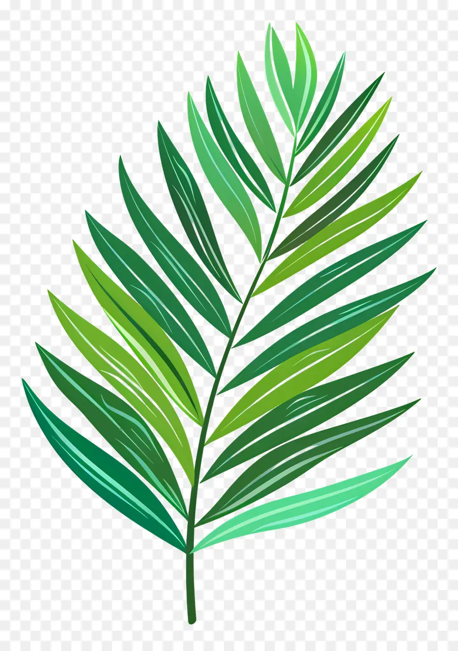 Palme，Feuille Verte PNG