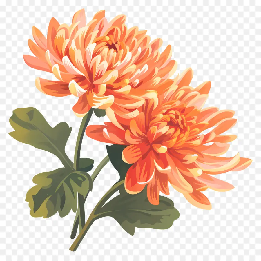Chrysanthème，Les Chrysanthèmes PNG