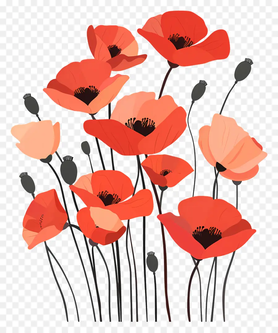 Coquelicots，Coquelicots Rouges PNG