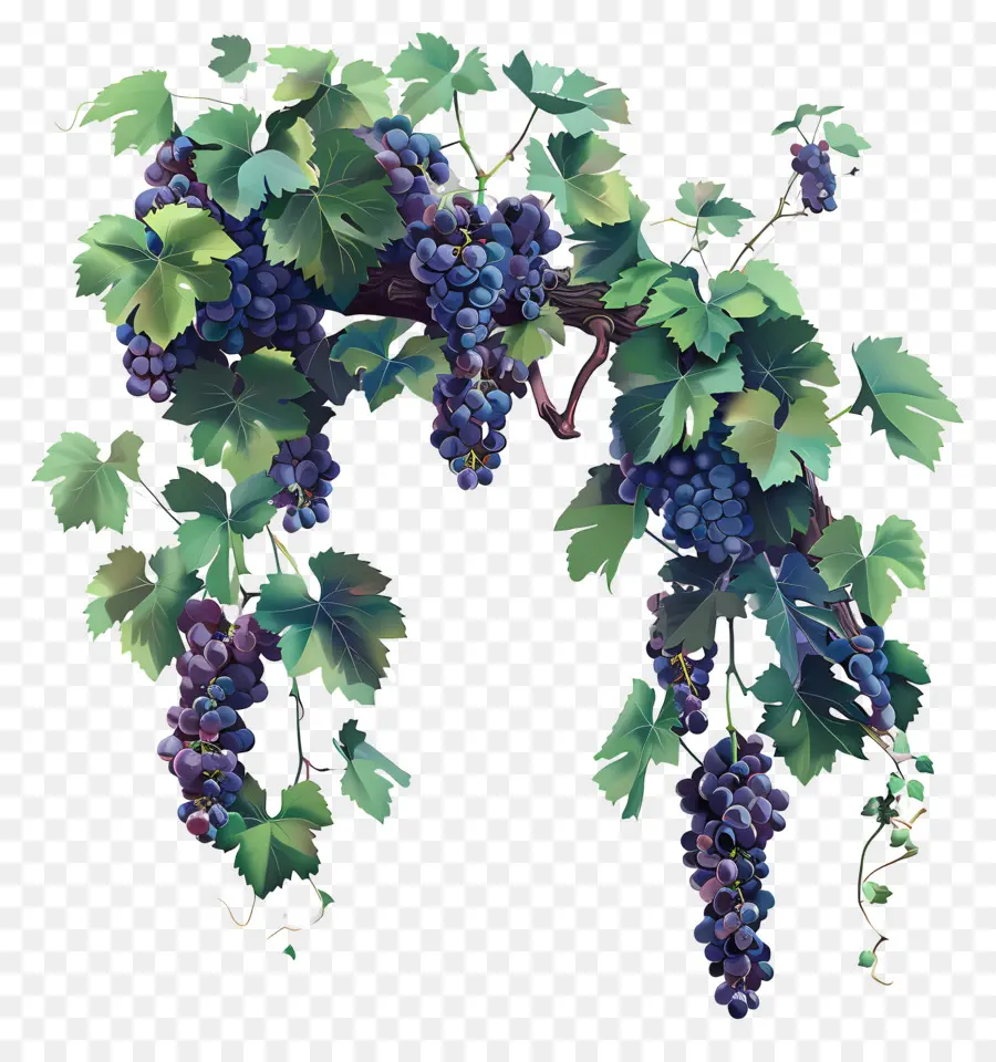 Vigne，Raisins PNG