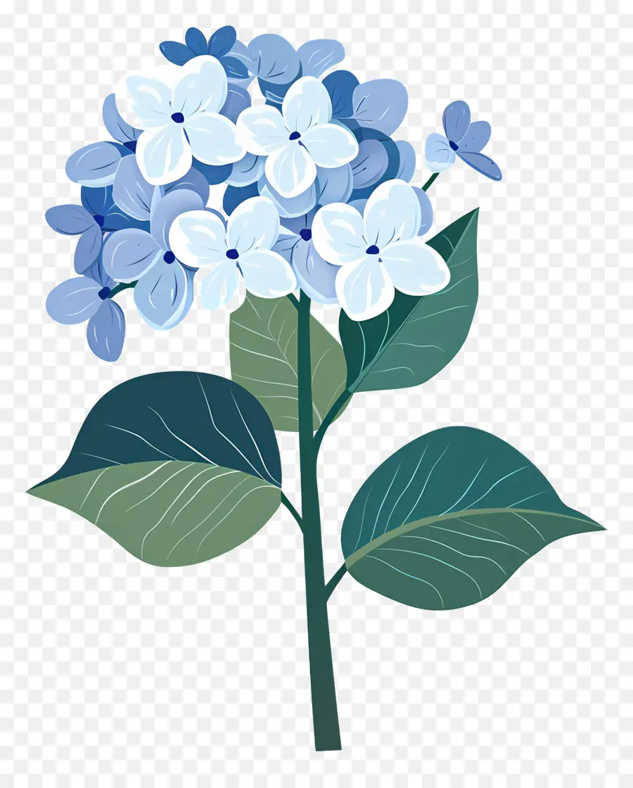 Hortensia，Bleu PNG