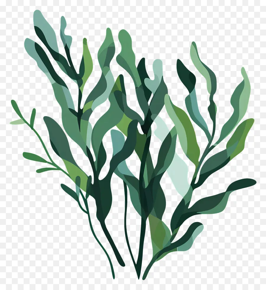 Algue，Plante Verte PNG