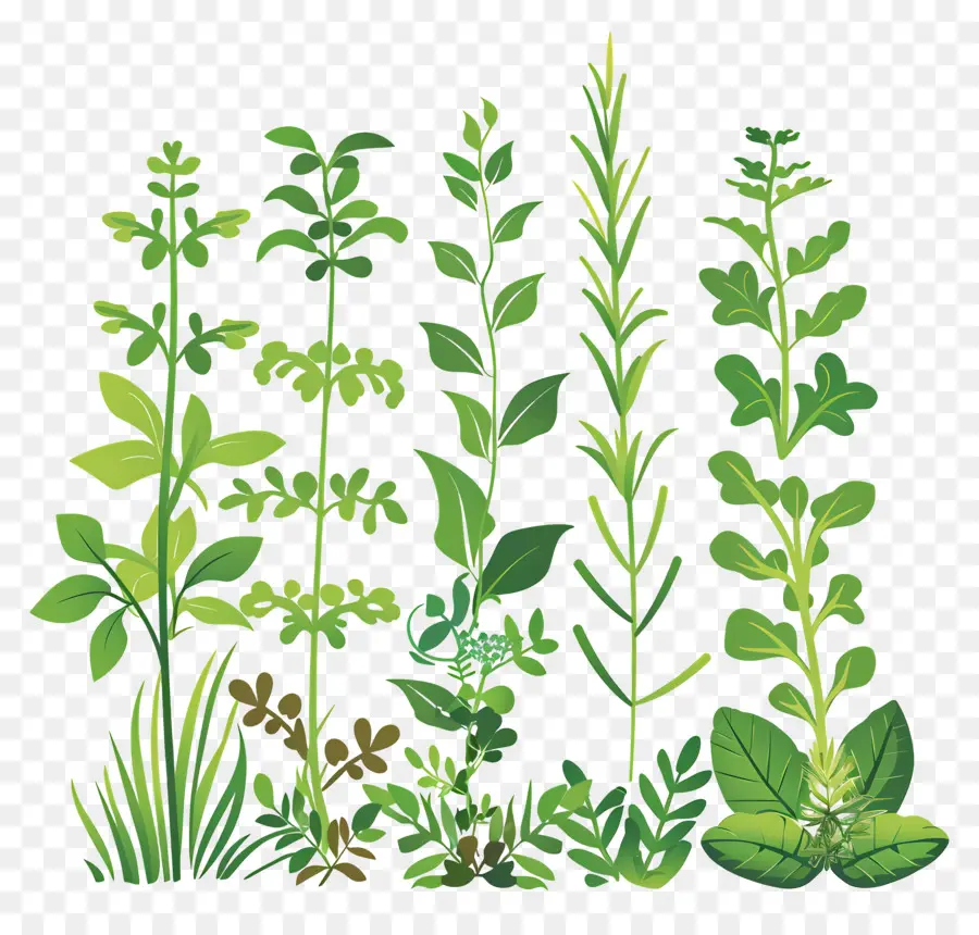 Jardin D'herbes Aromatiques，Herbes PNG