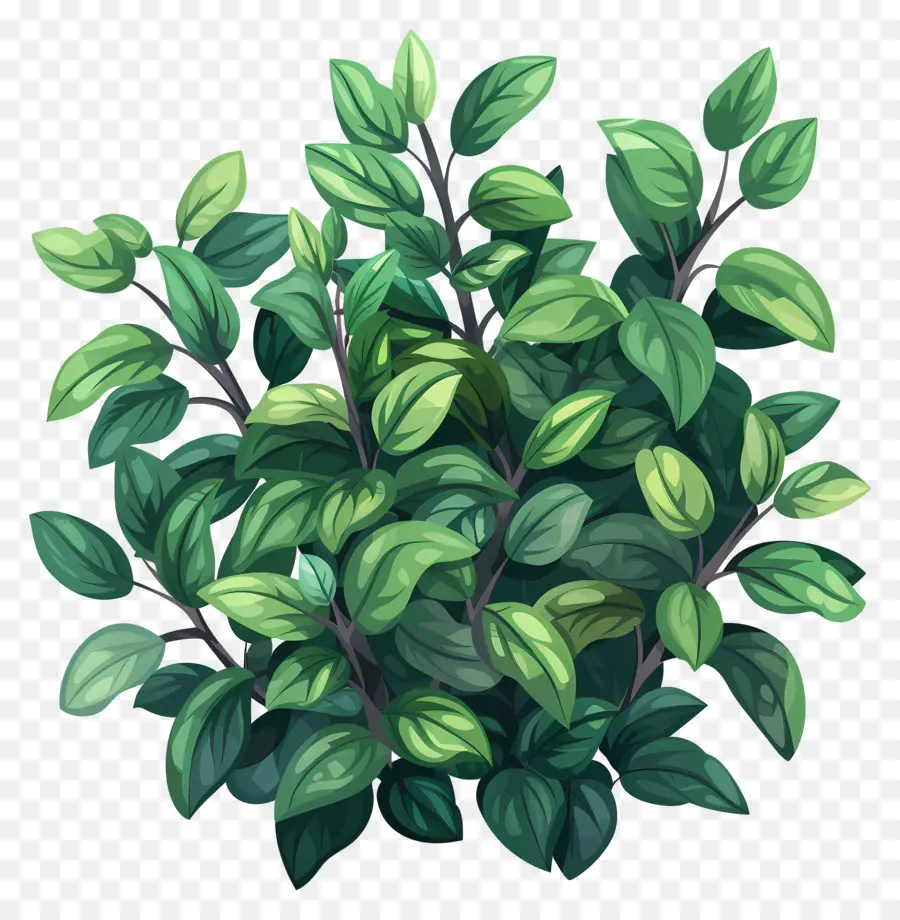 Arbuste Vert，Petite Plante Verte PNG