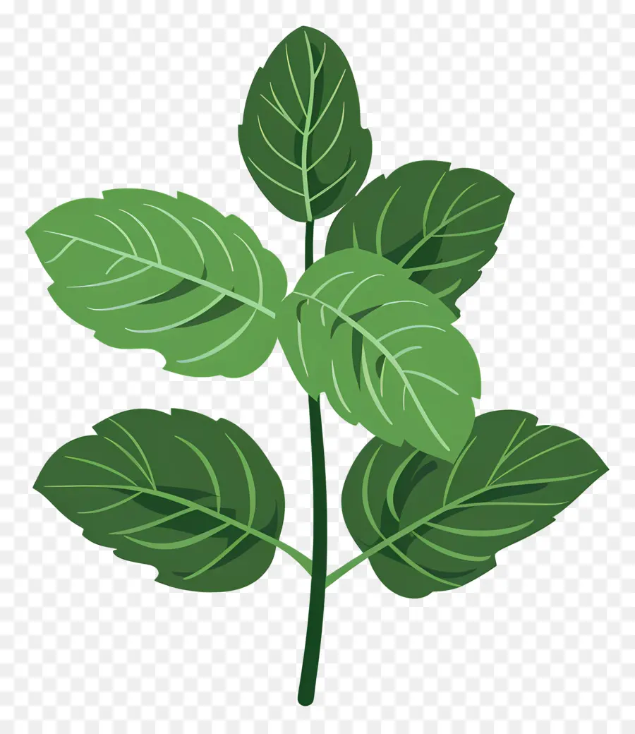 Menthe En Feuilles，Plante Verte PNG