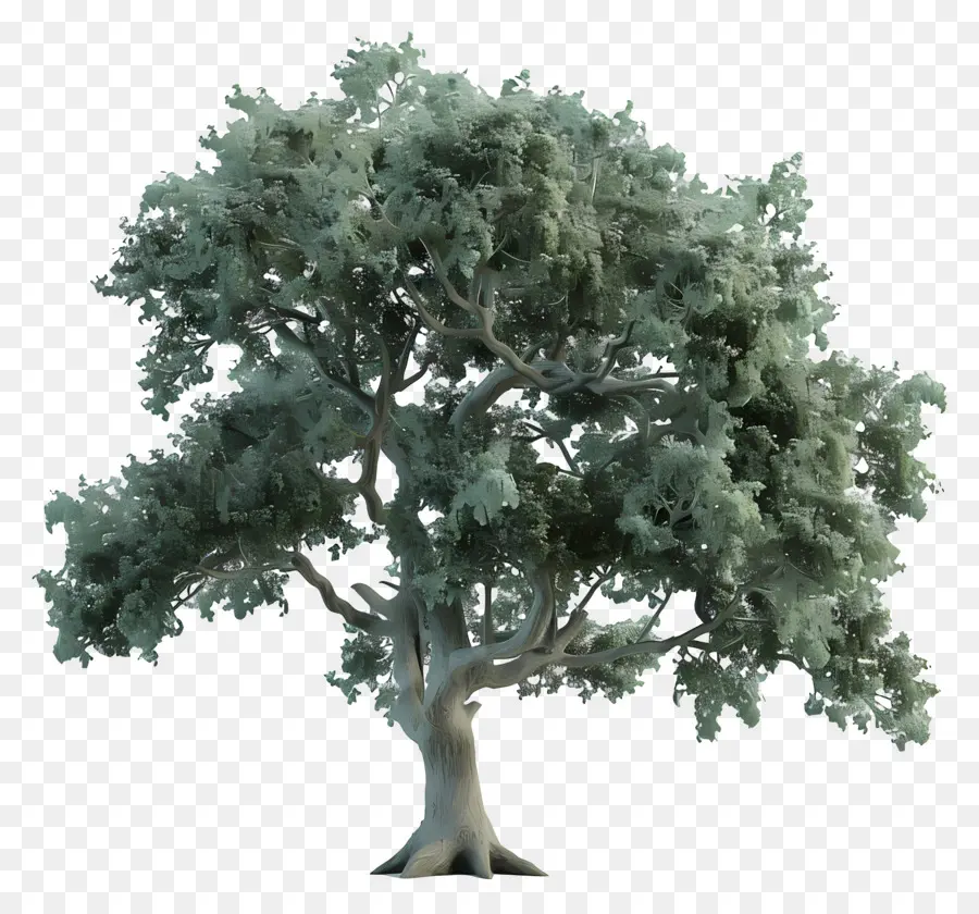 Chêne Modèle 3d，Arbre Vert PNG