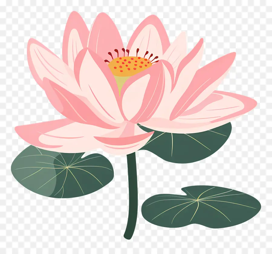 Lotus，Fleur De Lotus PNG