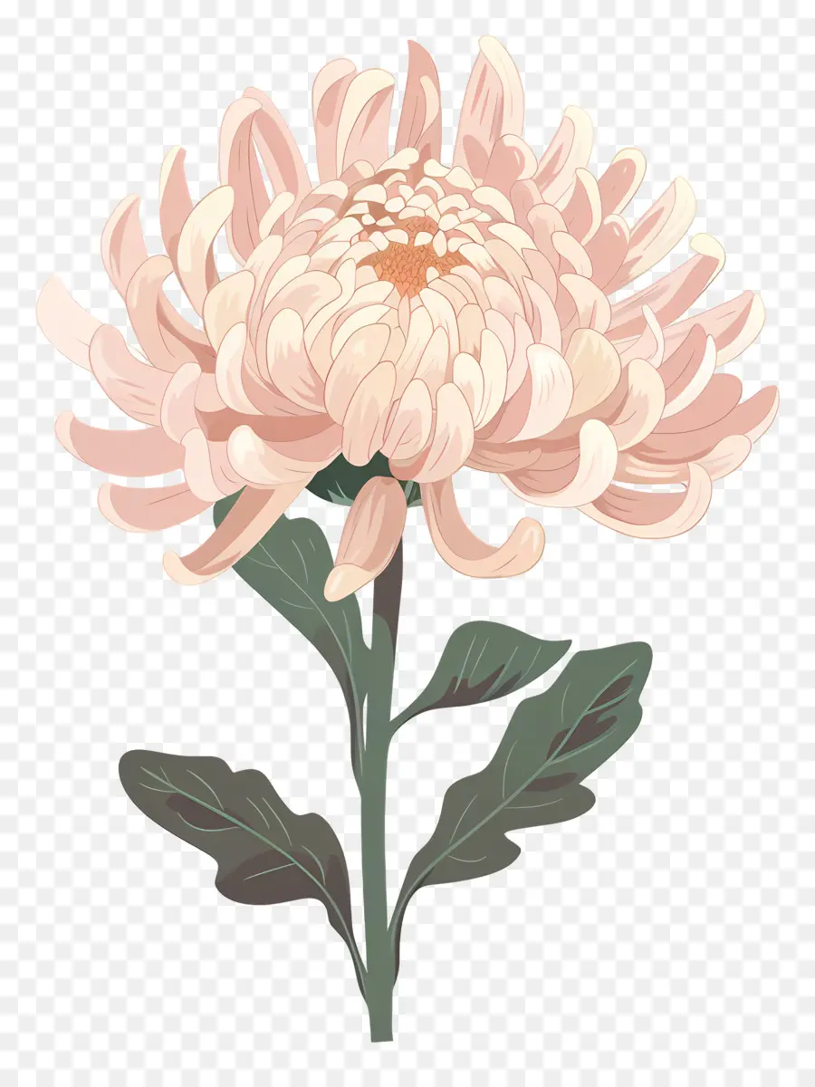 Chrysanthème，Fleur PNG