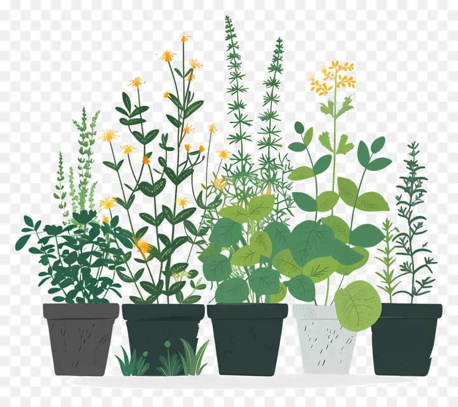 Jardin D'herbes Aromatiques，Plantes En Pot PNG