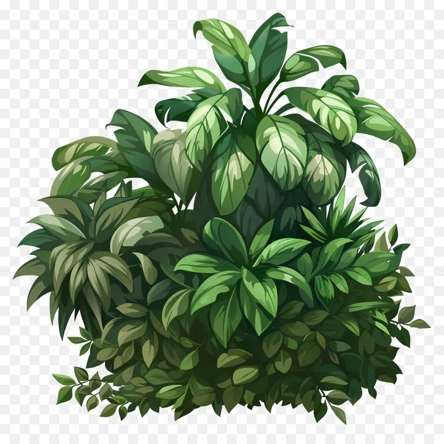 Arbuste Vert，Plantes Vertes PNG