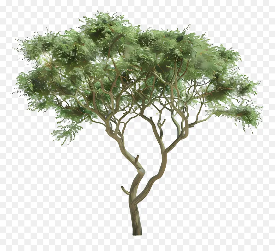 Acacia 3d，Arbre PNG