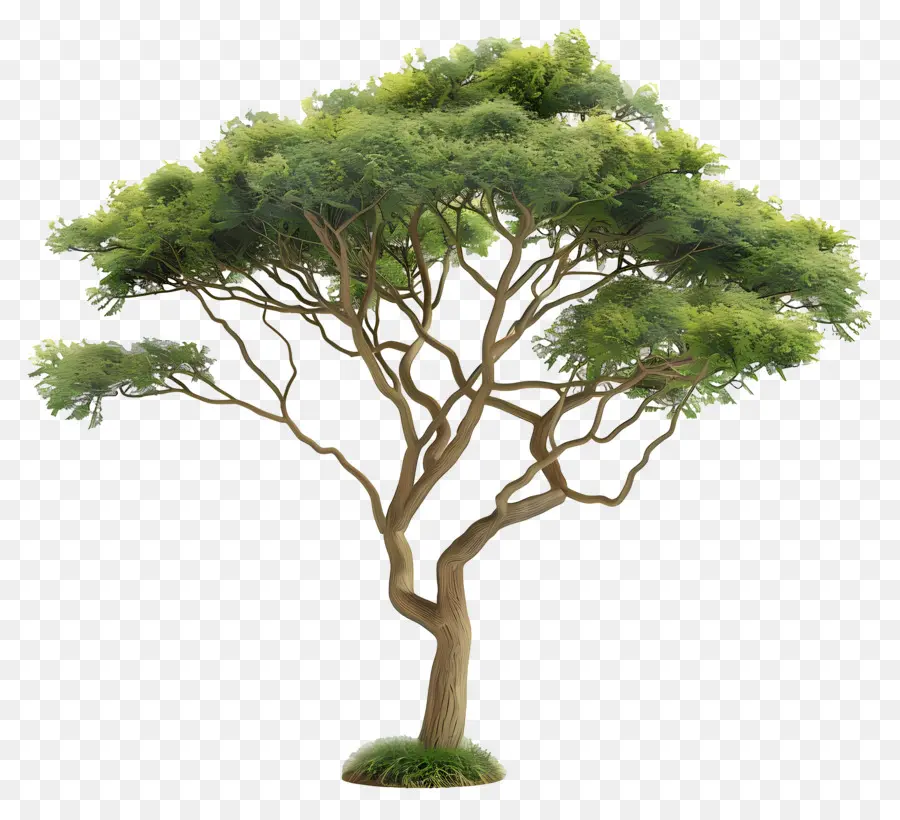 Acacia Modèle 3d，Arbre PNG