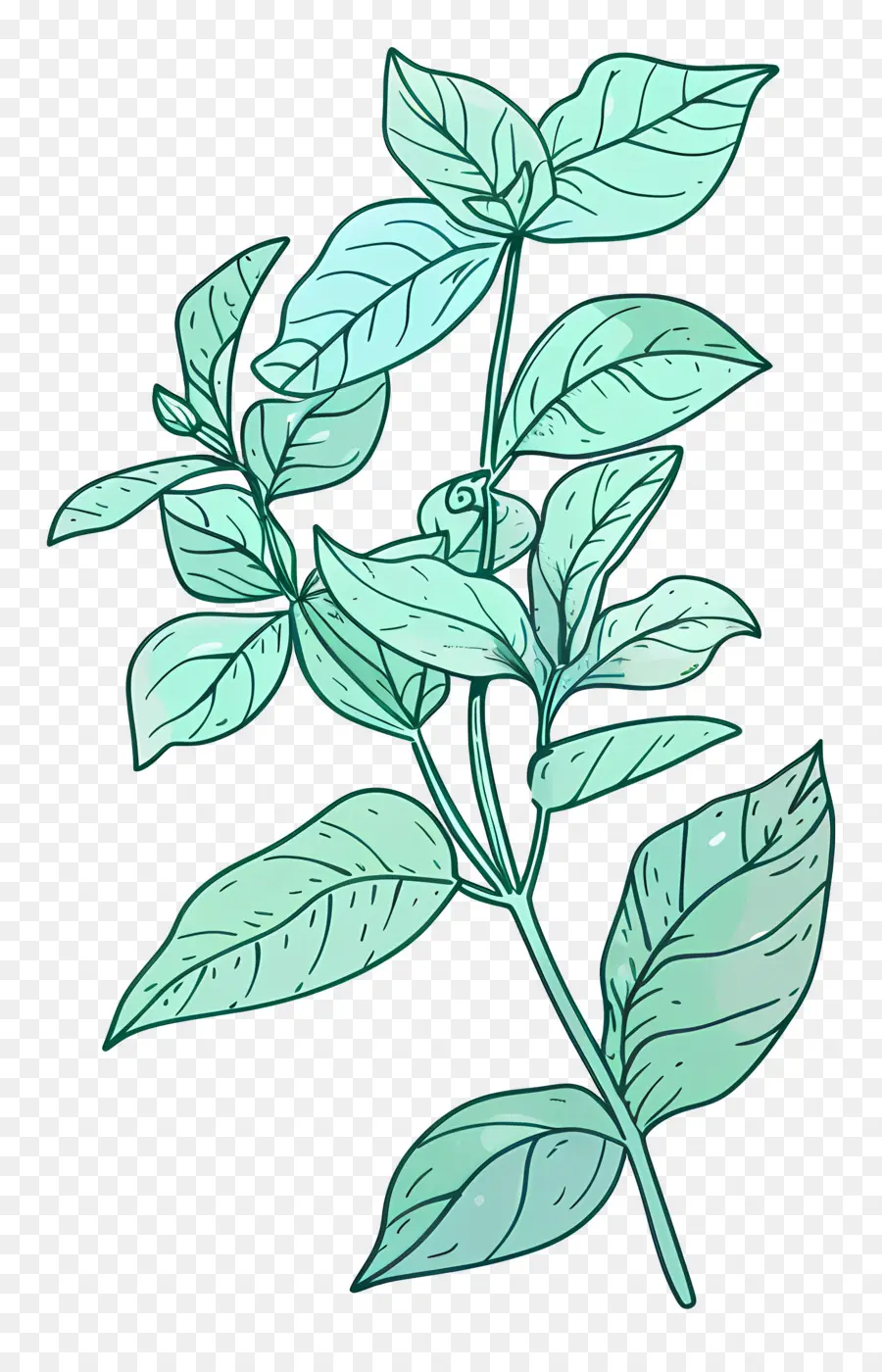 Menthe En Feuilles，Usine PNG