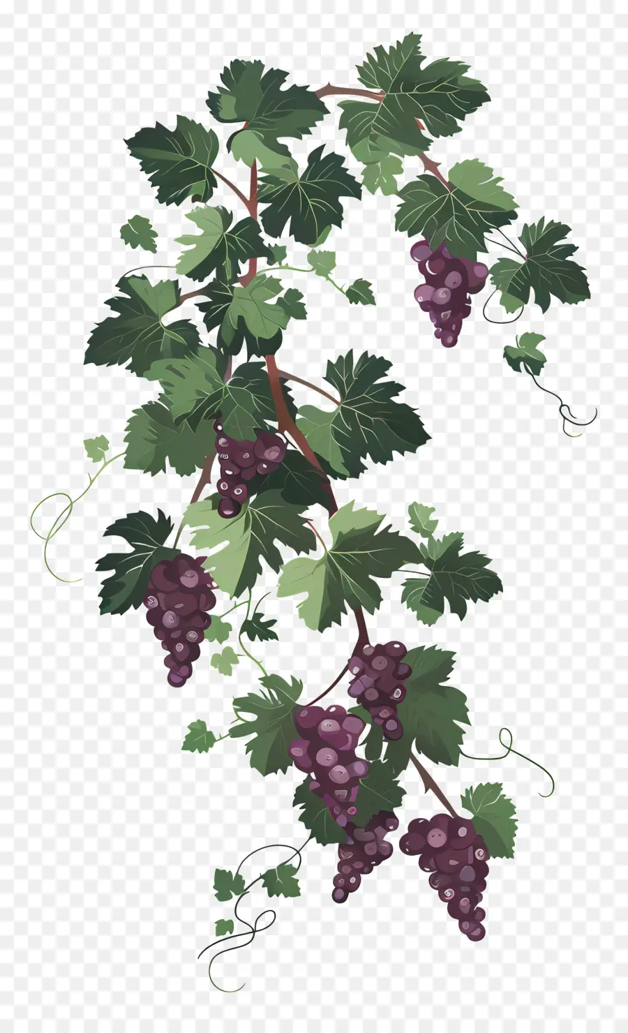 Vigne，Raisins PNG