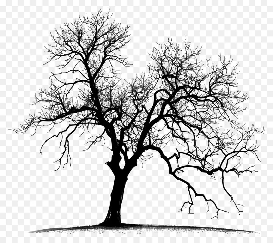 Arbre，Photographie En Noir Et Blanc PNG