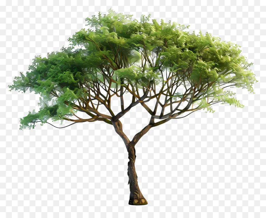 Acacia 3d，Arbre PNG