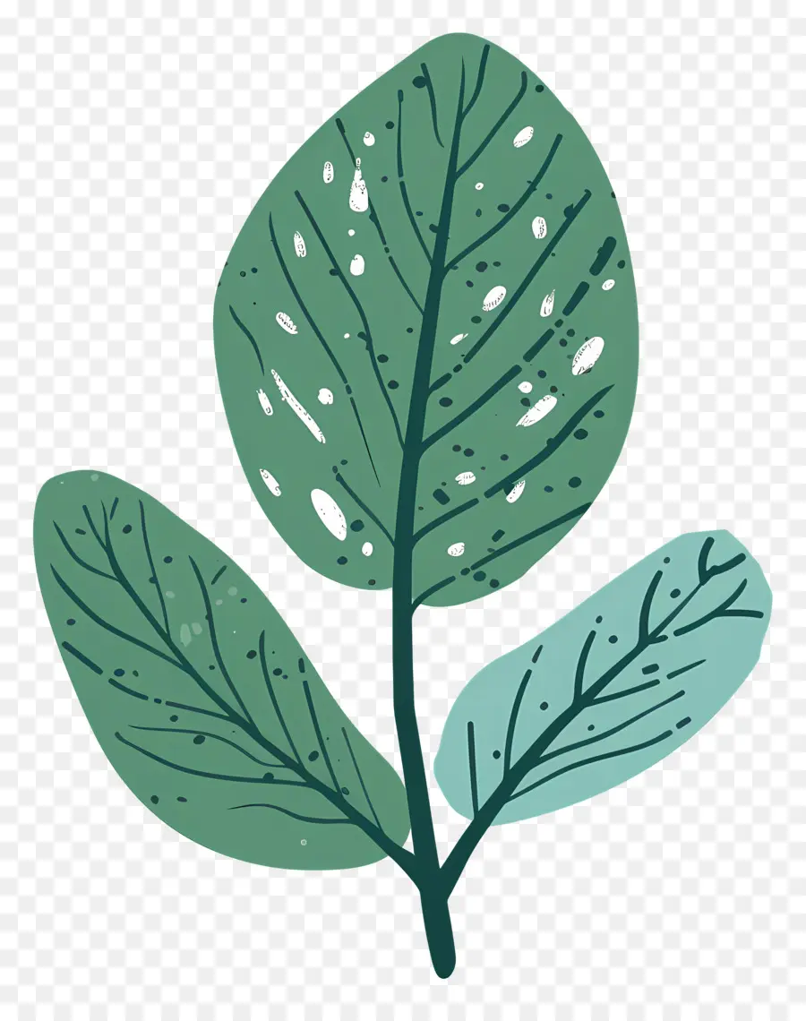 Menthe En Feuilles，Feuilles PNG