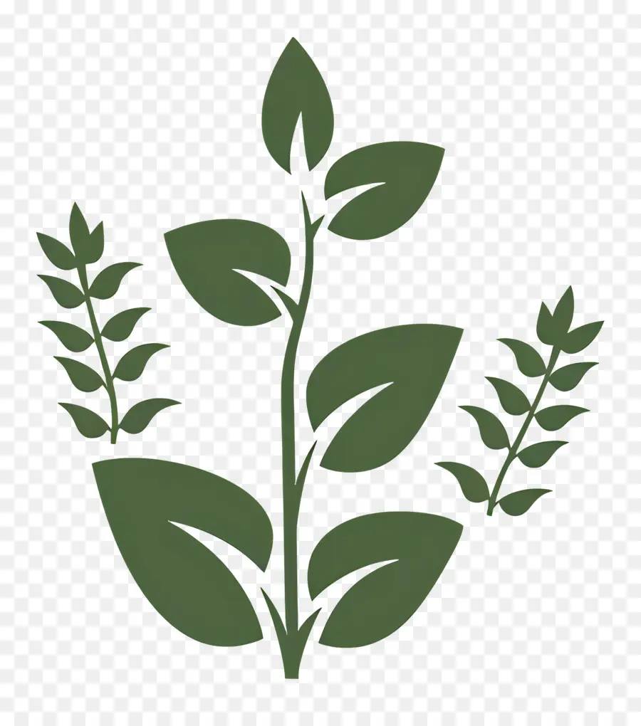 Jardin D'herbes Aromatiques，Plante à Feuilles Vertes PNG